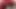 Pom bottle and huge anal dildo Prolapse my ass like never before