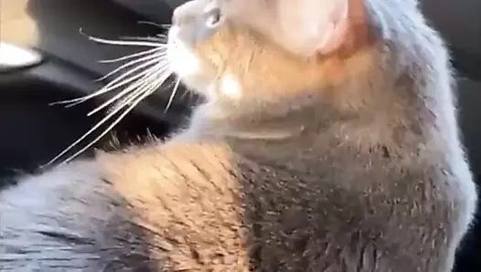 Assst