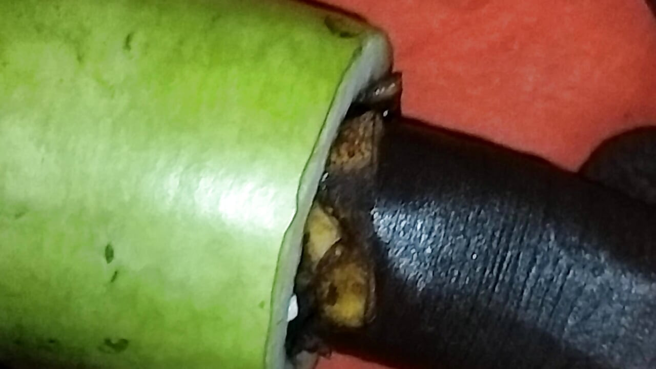 Kaddu ke sath Sex