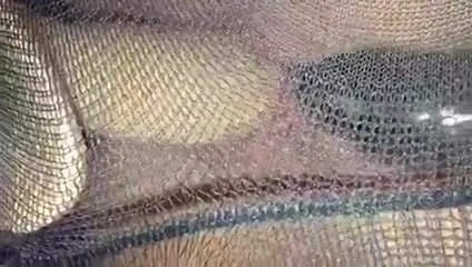 Wife tights