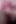 I Massage His Cock with Lots of Love! Fabulous Final Cumshot!