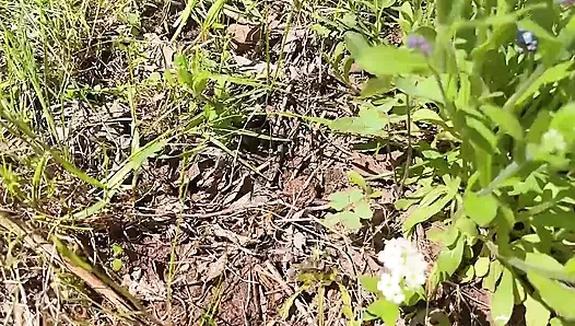 Bakım çiçek ağacı için sidik amcık