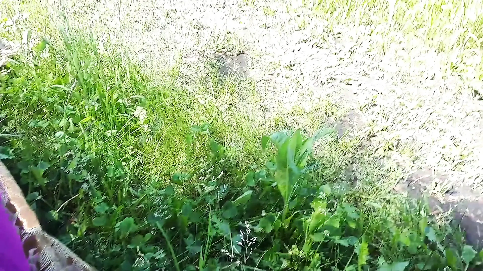 He Came to Fuck with His Mistress in the Forest