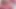 Zuzu yırtık pembe file külotlu çorapla fışkırtıyor