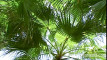 Pratinjau video