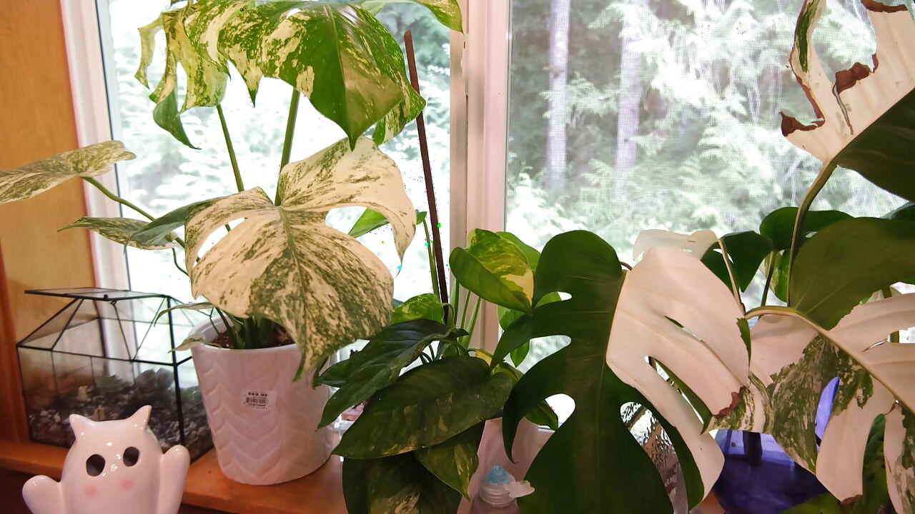 Moving My Plants Indoors