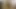 Latina civciv yine kıçını kapalı gösterir