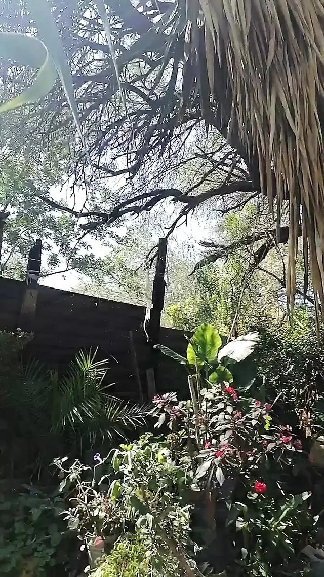 In the garden.