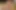 Paloqueth titreşimli penis halkası kanatlarını açıp içine boşalıyor