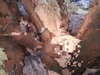 ビデオのプレビュー
