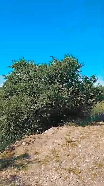 WillyAlexandruPetre video