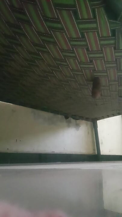 Aaj bhabhi ki chut dikhai dekhne ke baad samay muthi mari