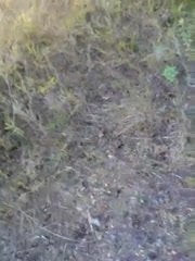 Amateur POV Outdoor Fuck