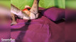 Pregled videozapisa