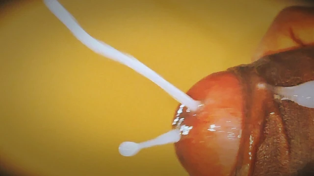 who all want this deep down inside their vagina? Comment fast..
