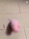 Pregled videozapisa