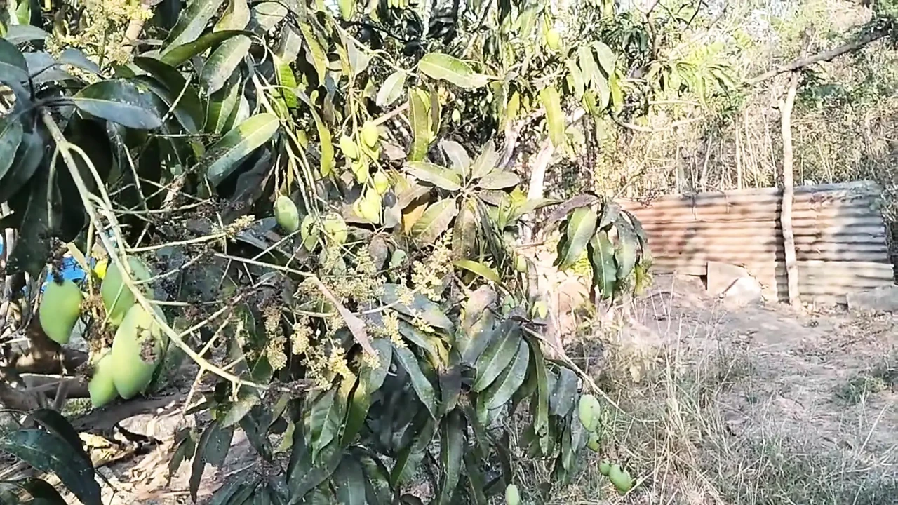 18 YEAR OLD TEEN CAUGHT A FARMBOY JERKING ON HER WHILE PICKING FRUITS ON TREE