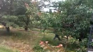 Un paysan polonais tire des abricots
