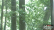Pratinjau video