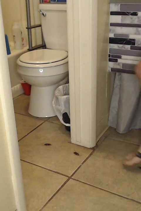 Ahh! Fake Cockroach Stomp