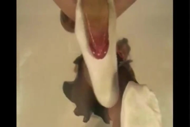 socks crush cum out