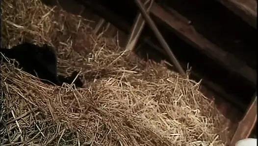 The German Farmer Wants Two Cocks to Enjoy More