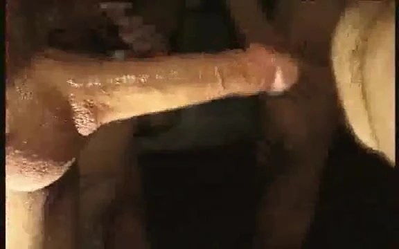 Pigs in bar