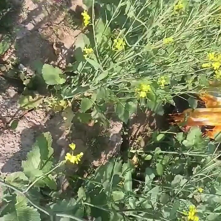 Desi Village Bhabhi Fucked by Devar in Outdoor