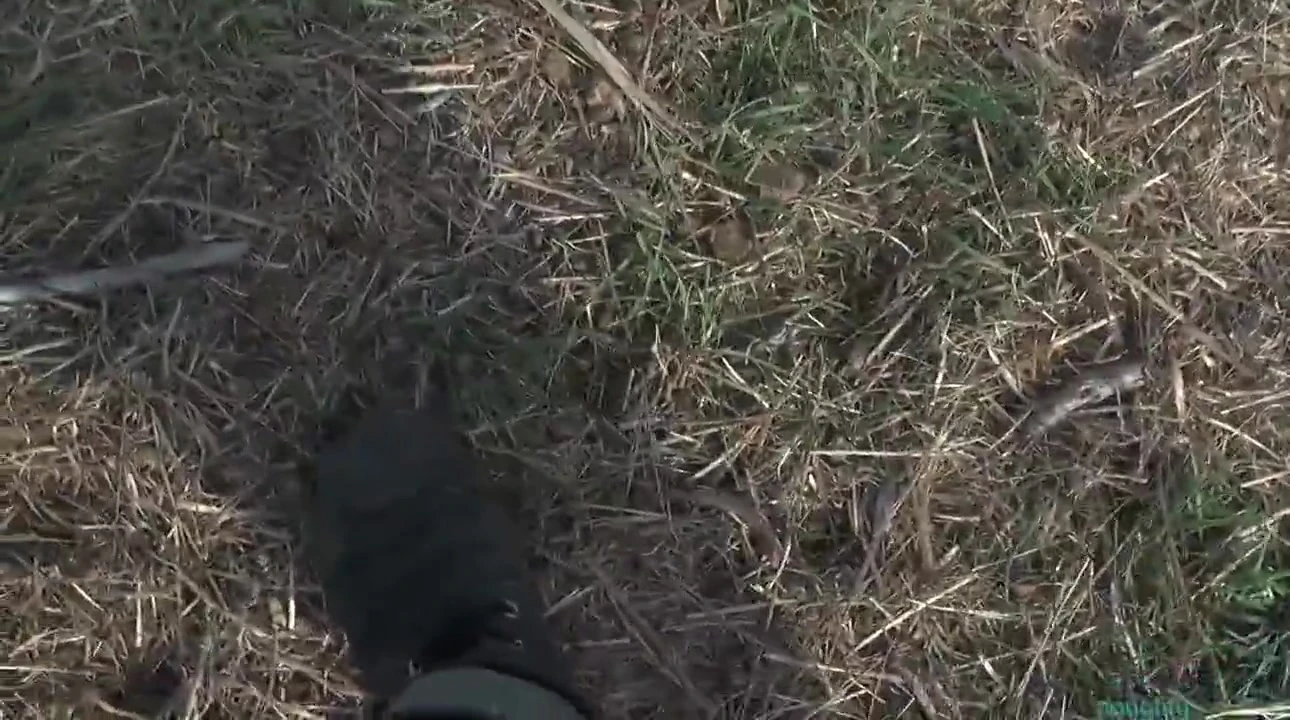 Wild Pussy