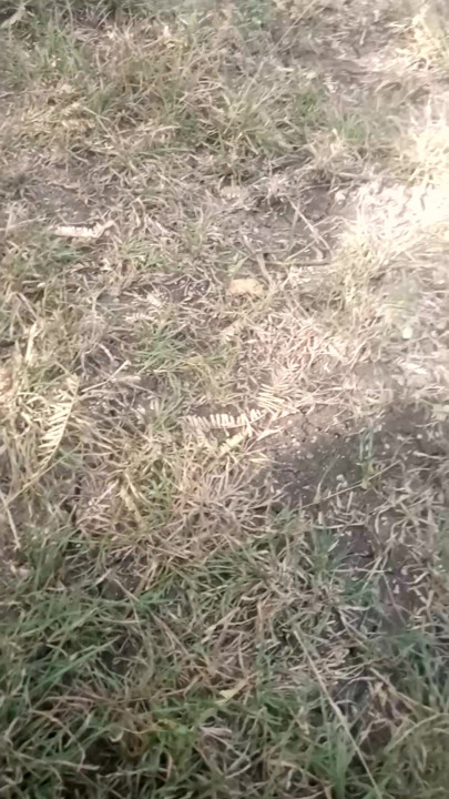 Village sex video