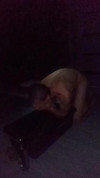 Previzualizare clip video