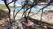 Pratinjau video