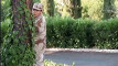 Pratinjau video