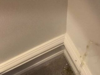 Sikanie w mojej sypialni na ścianie i dywanie
