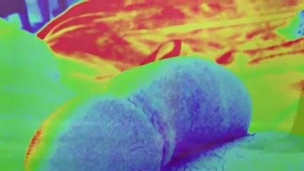 Tulang pertama Digigit!