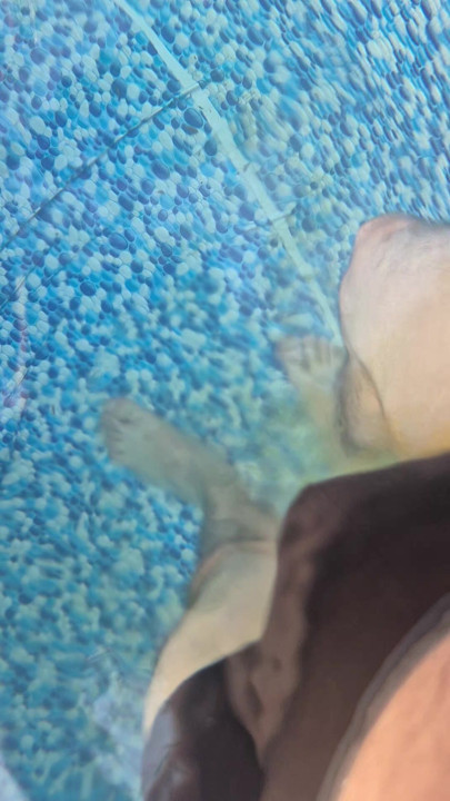 Me pissing in the neighbor's swiming pool when she's not at home