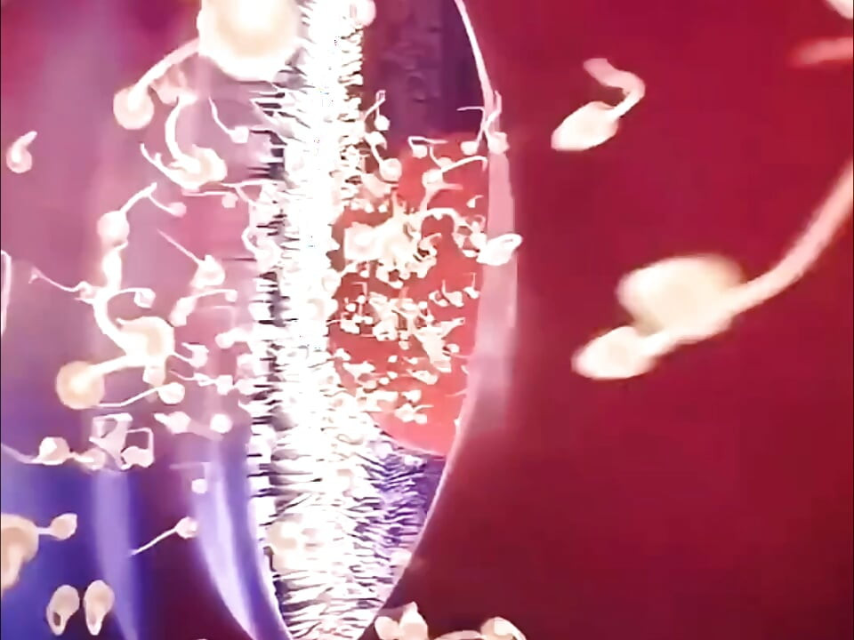 How does conception happen inside the human body?