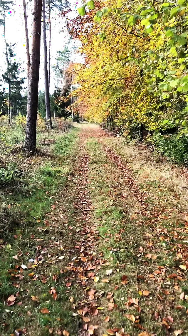 With the penis pump in the forest