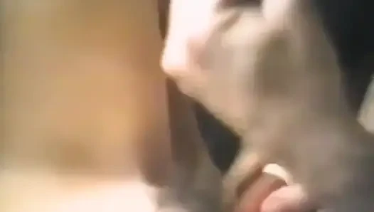 Utangaç bir esmer dildo ve yarakla sikiliyor