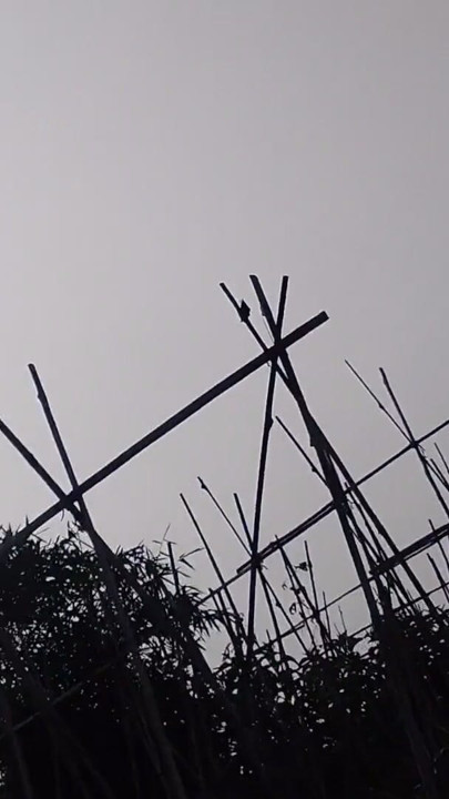 A young man's journey to the rice field where he is urinating again | Clip 1