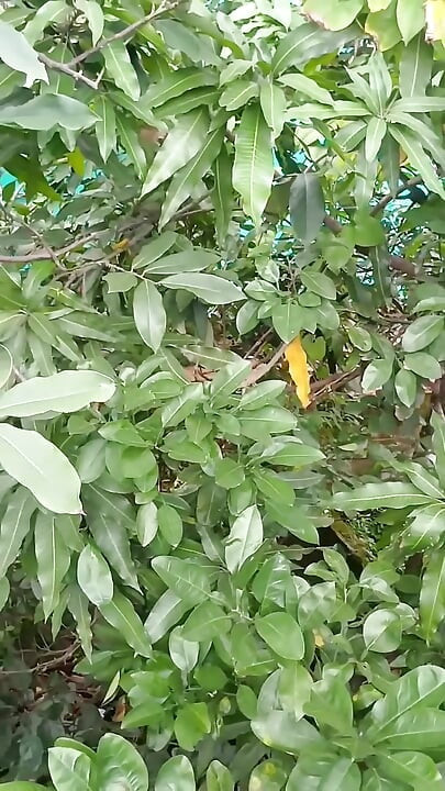 XXX Younger Step Bother Penis Got Hard After Seeing The Beauty of Hot Sister-in-law