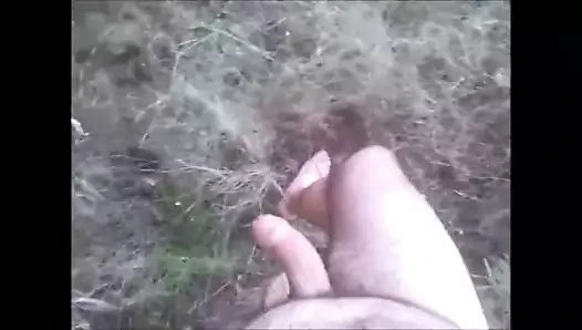 Passeggiando nel bosco...