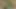 watch my dick growing in the Forest