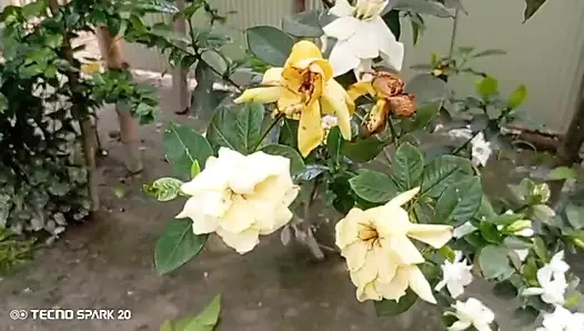 Secret Affair with My Sister-in-Law in the Backyard