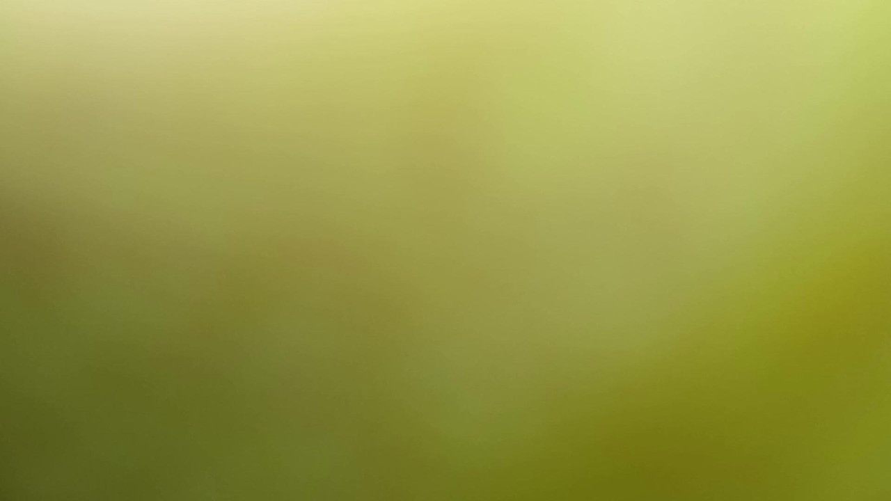 Anal dildo culon tanga