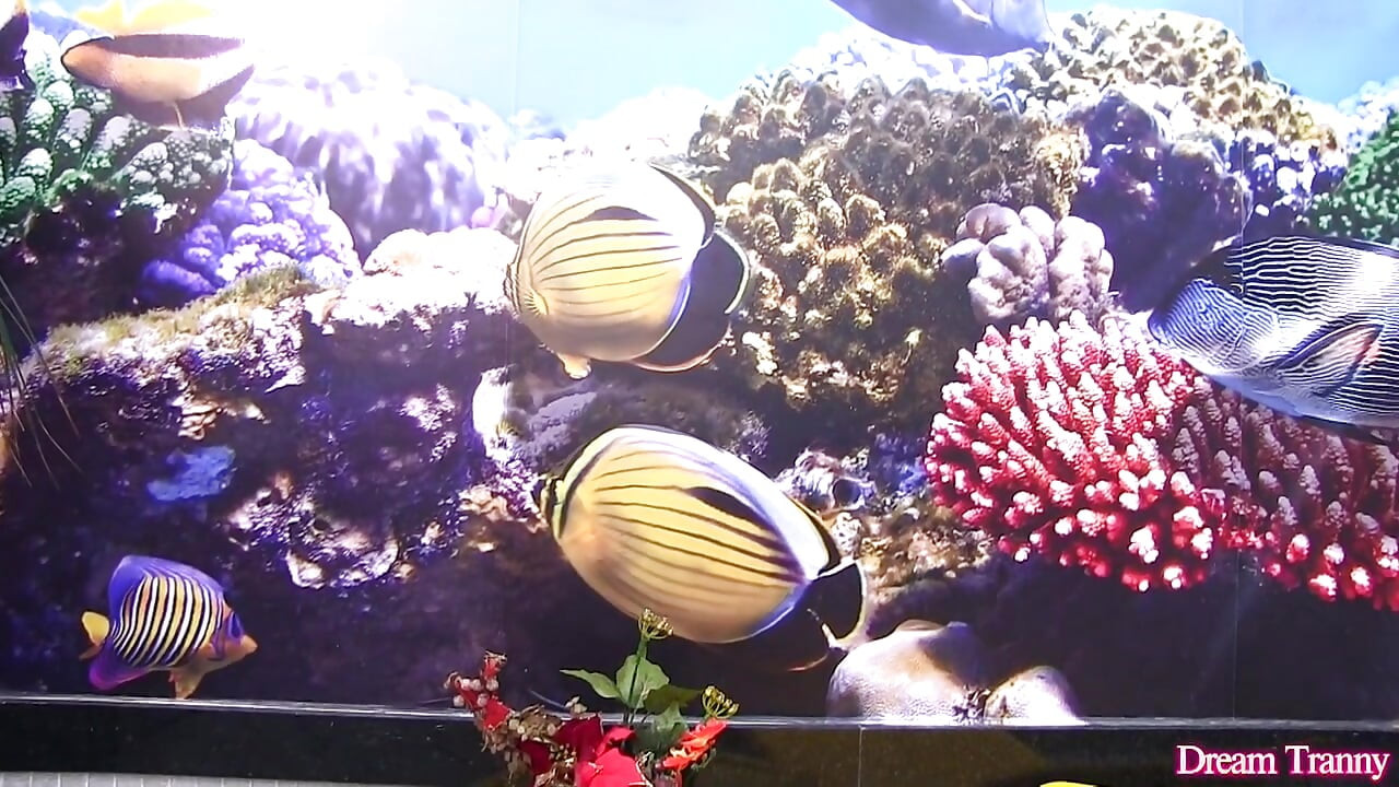 Красотка-транс Marcelle Herrera принимает дилдо размером с джамбо