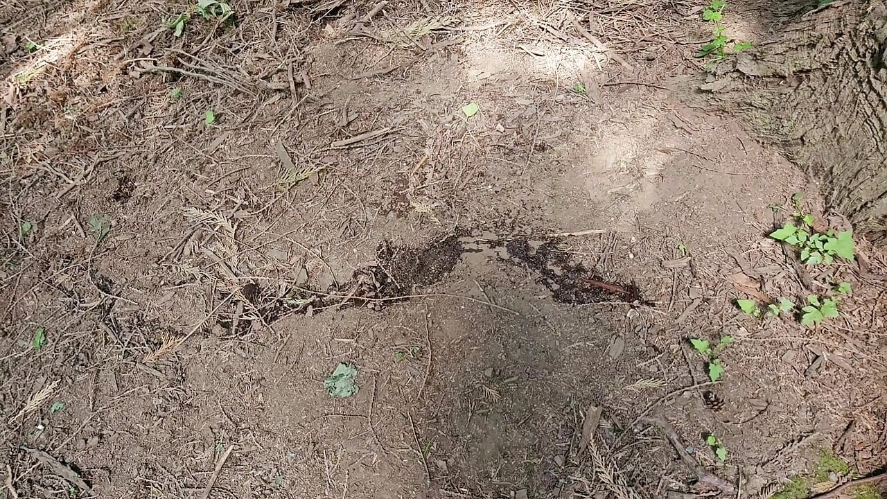 Tocilară Faery Se în interior și în aer liber