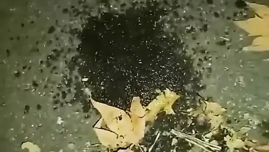 Valentina vahşi park maceraları açık havada seks 50 - sokakta götten sikiliyor