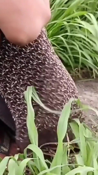 Para obter a buceta bonita da cunhada, ele foi de casa em campo para obter quatro katwans com ele, cunhado fodido irmã | Clipe 1