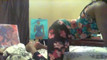 Pregled videozapisa